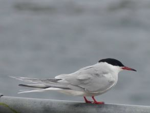 Arctic Tern (tirrick)